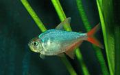 Columbian Redfin Tetra