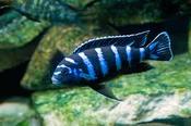 Pseudotropheus Demasoni