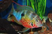 Cichlasoma Ellioti
