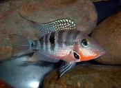 Firemouth Cichlid 2.5"