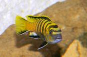 pseudotropheus Flavus
