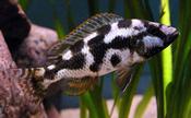 Haplochromis Livingstonii