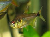 Head &amp; Tail Light Tetra