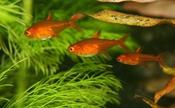 Ember Tetra