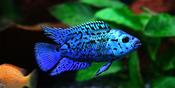 Electric Blue Jack Dempsy
