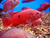 Juwel Cichlid Red large