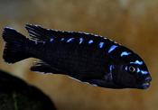 Pseudotropheus Elongatus neon Spot