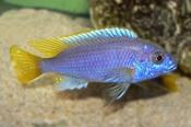 Yellowtail Acei 5cm