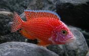 Aulonochara Firefish Red