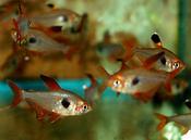 Red Phantom Tetra