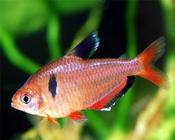 Serpae Tetra