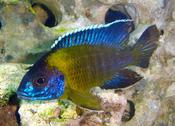 Aulonocara Stevini Blue