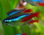 Neon Tetra Large