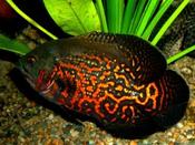 Red Tiger Oscar