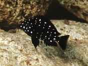 Tropheus Duboisi small 3cm