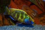 Haplochromis venustus