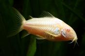 Albino Cory