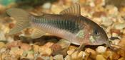 Bronze Cory