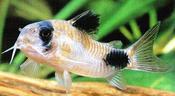 Panda Cory ML
