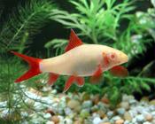 Rainbow Shark Albino
