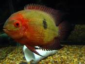 Chocolate Cichlid 3"
