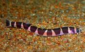 Kuhli Loach