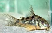 Pepper Cory