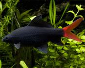 Redtail Black Shark