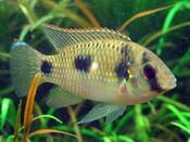 Anomalchromis Thomasi