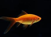 Goldfish