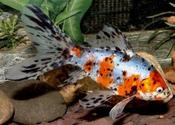 Shubunkin Goldfish 3-4inch