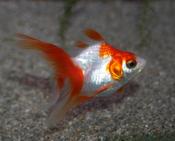 Ryukin Goldfish 2"