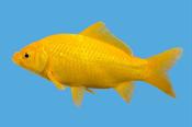 yellow Goldfish 5"
