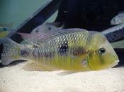 Gymnogeophagus australis