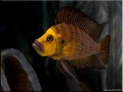 Lamprologus compressiceps Gold Head