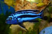 Melanochromis maingano