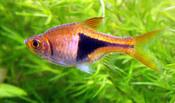 Harlequin Rasbora Large