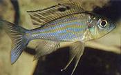 Aulonocranus dewindti