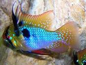 Papiliochromis ramirezi German Blue