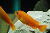 Pseudotropheus saulosi Red Coral