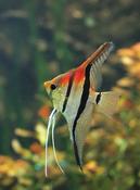 Pterophyllum Scalare Manacapuru Red XL
