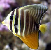 Sailfin Tang
