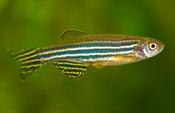 Zebra Danio