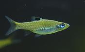 Emerald Eye Rasbora