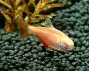 Buenos Aires Tetra Albino