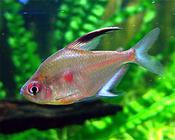 Bleeding Heart Tetra Large