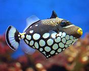 Clown Triggerfish small