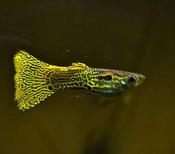 Yellow Cobra Guppy