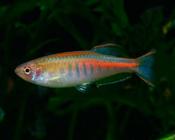 Glowlight Danio