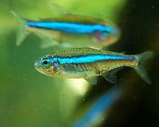 Green Neon Tetra